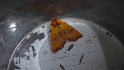 Moth A