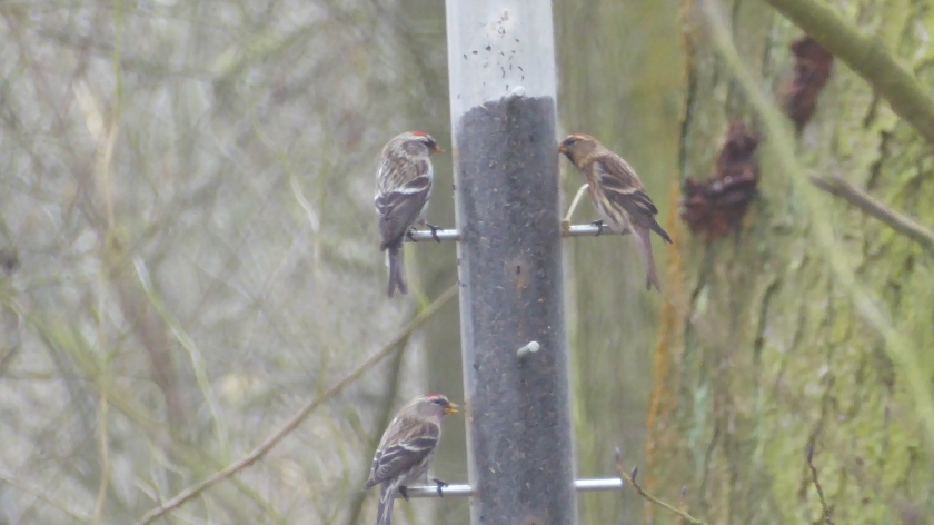 Lesser and Mealy Redpoll