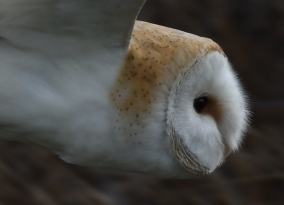 Barn Owl Head