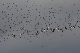 Lapwing Starling